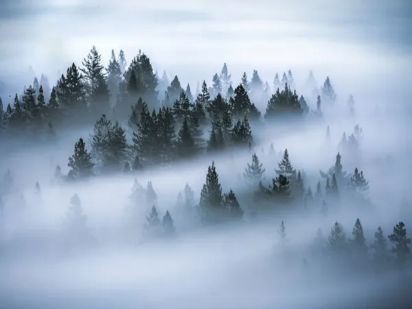 Pine trees from above covered in mist